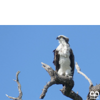 خانواده عقاب ماهیگیر PANDIONIDAE